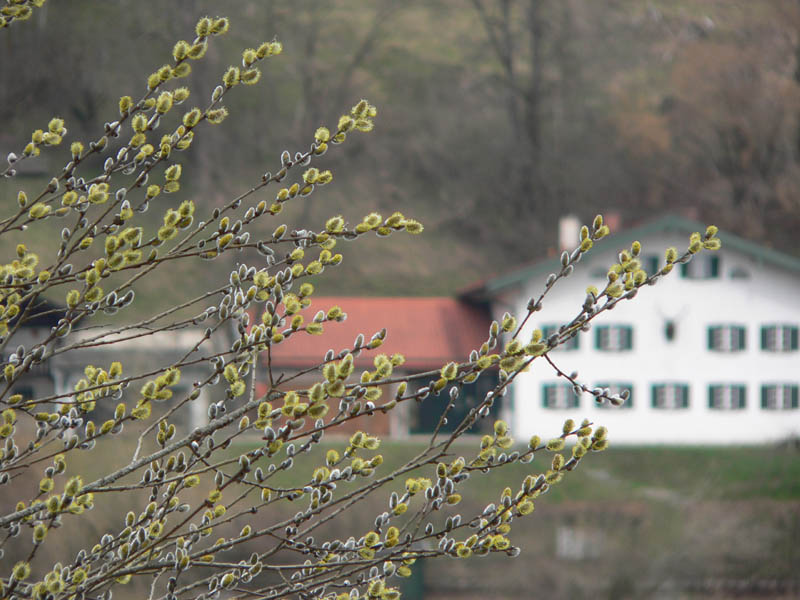 Frhling am Kloster Seeon, 2006